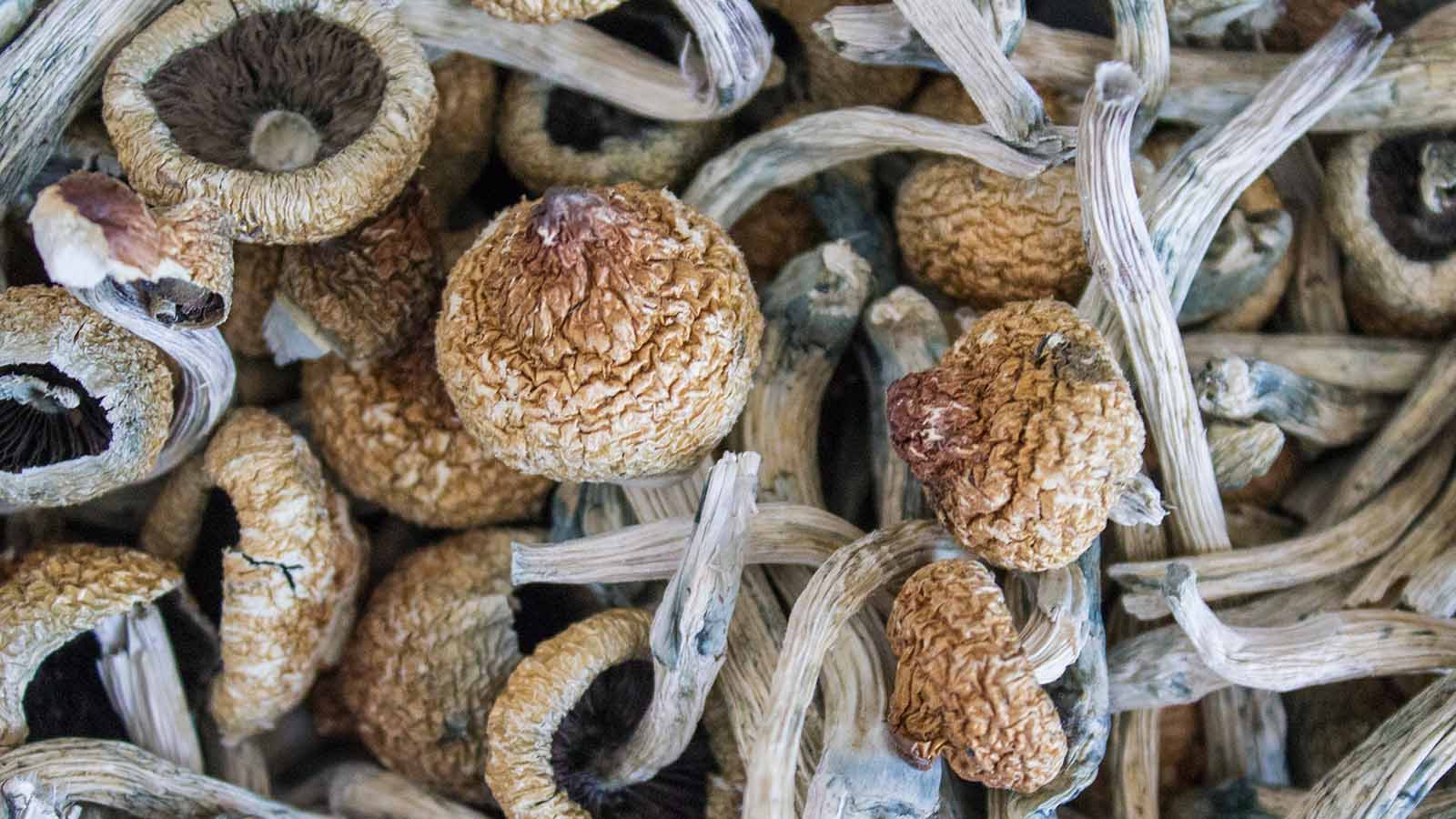 Dried psilocybin mushrooms, the subject of major clinical research programmes at Johns Hopkins and Imperial College London