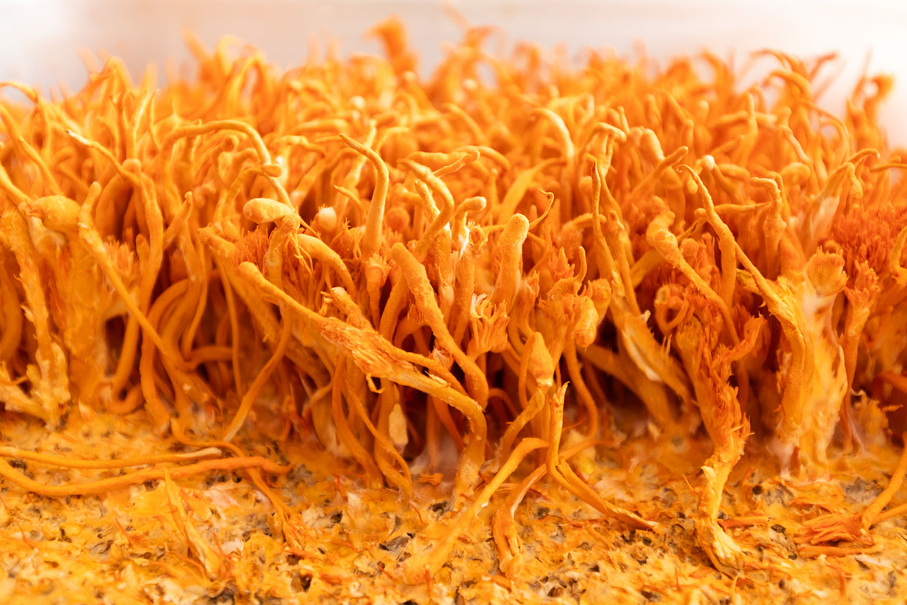 Cordyceps militaris fruiting bodies, orange fungal growths cultivated for supplement use