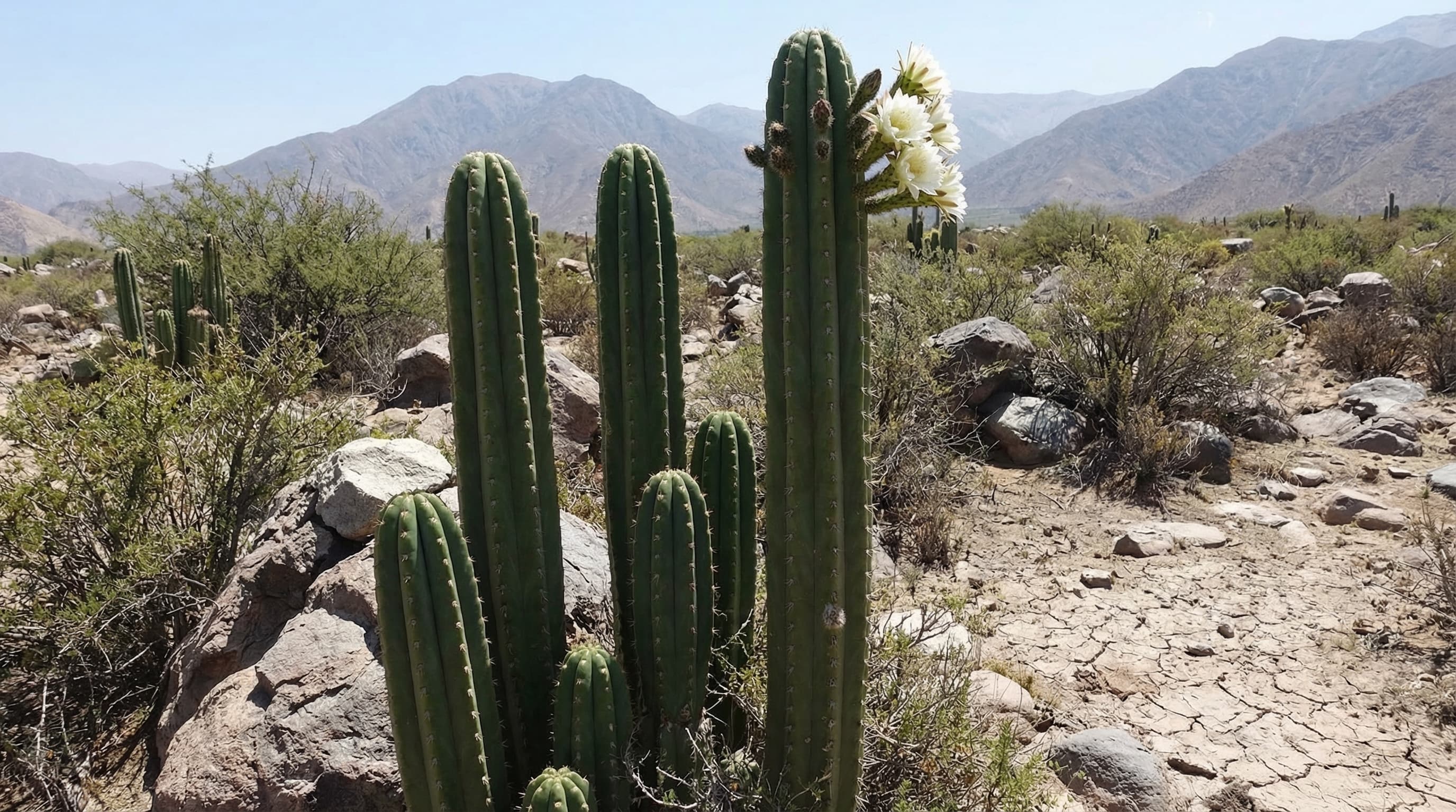 San Pedro cactus in the mountains