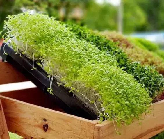 Indoor Gardening 1