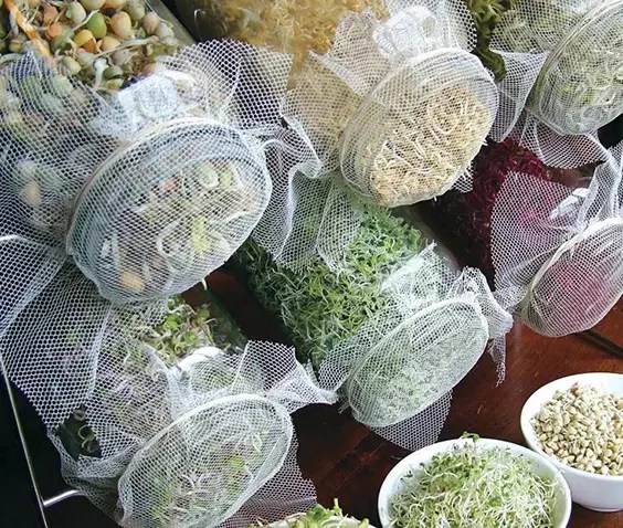 Indoor Gardening 2