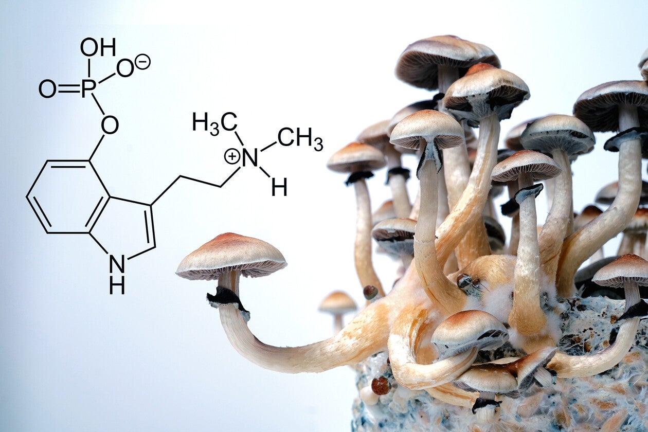 Psilocybin molecular structure diagram alongside growing psilocybe mushrooms, illustrating the compound that has earned FDA Breakthrough Therapy Designation