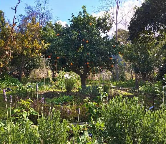 Food forest plants