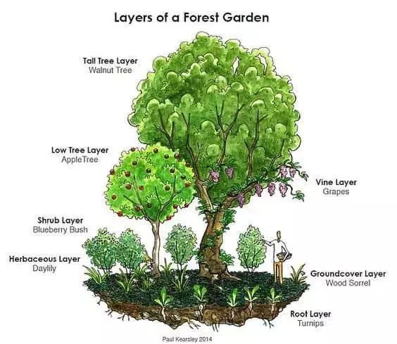 Food forest garden