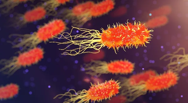 Probiotic gut health bacteria