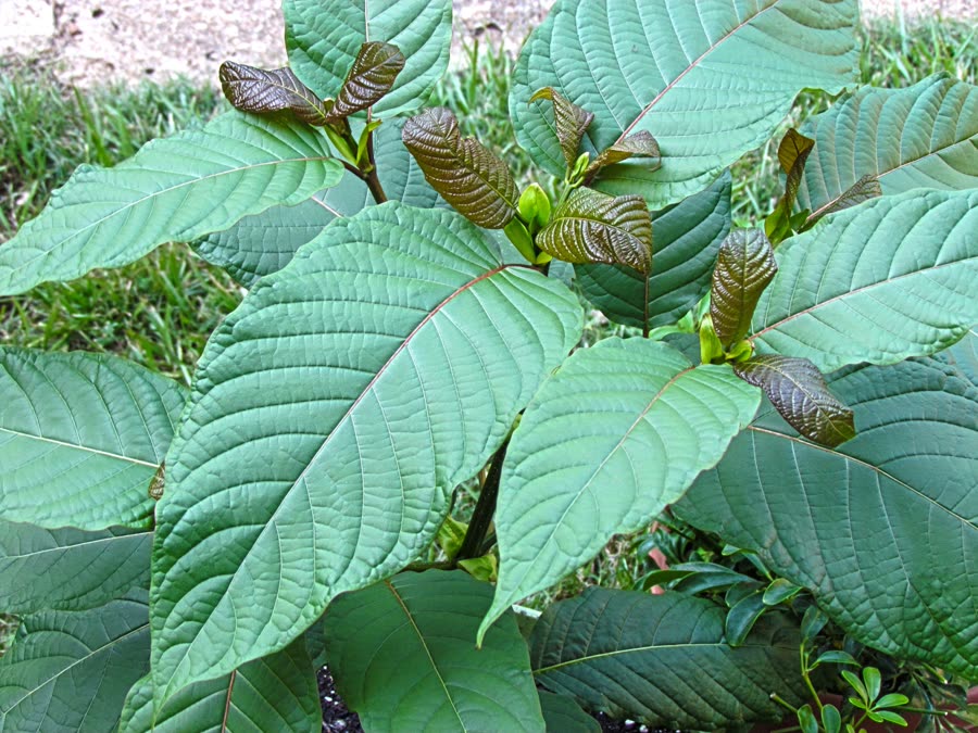 Mitragyna speciosa kratom plant with large green leaves native to Southeast Asia